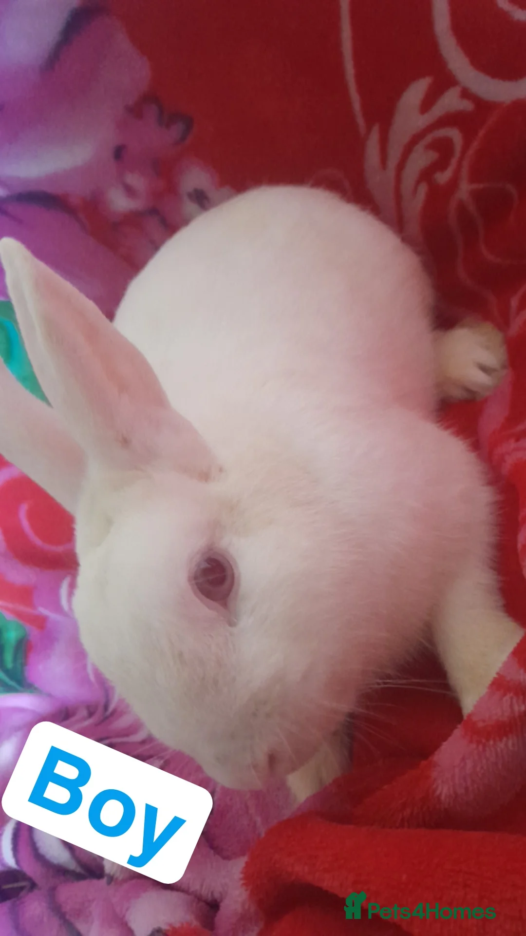 Mixed Breed rabbits for sale: Rabbits - Advert 4