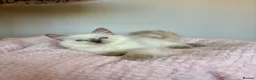 Ragdoll cats for sale: READY NOW, GCCF Registered Lilac Ragdoll Kitten  - Advert 2