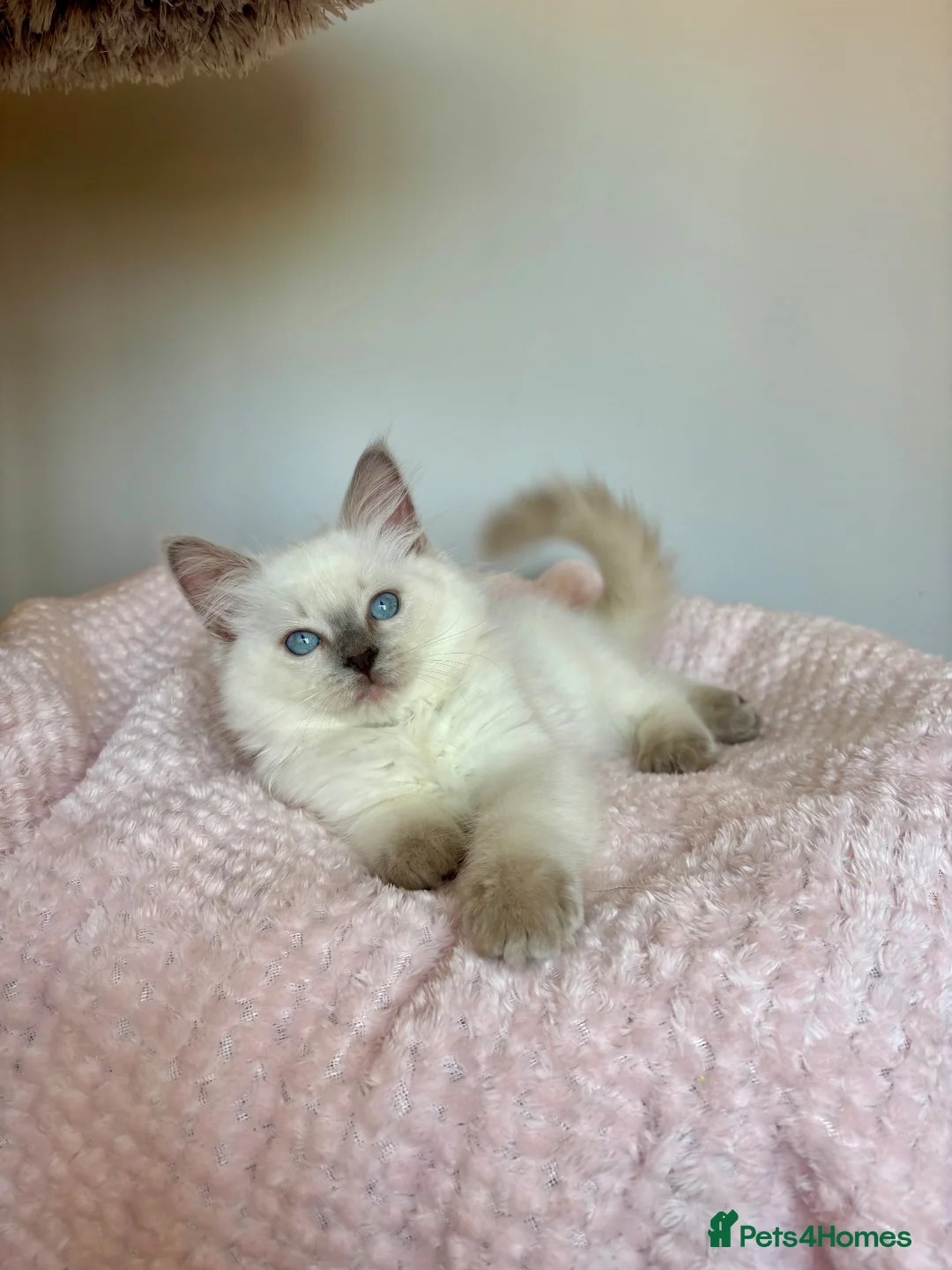 Ragdoll cats for sale: READY NOW, GCCF Registered Lilac Ragdoll Kitten  - Advert 2
