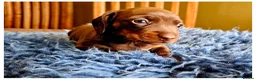 Miniature Dachshund dogs for sale: Beautiful Smooth-Haired Mini Dachshund - Advert 8