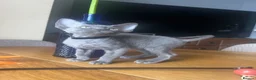 Devon Rex cats for sale:  Pedigree Devon Rex Kittens. Pet Homes Only  - Advert 17