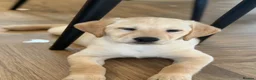 Goldador dogs for sale: Goldadors  - Advert 6