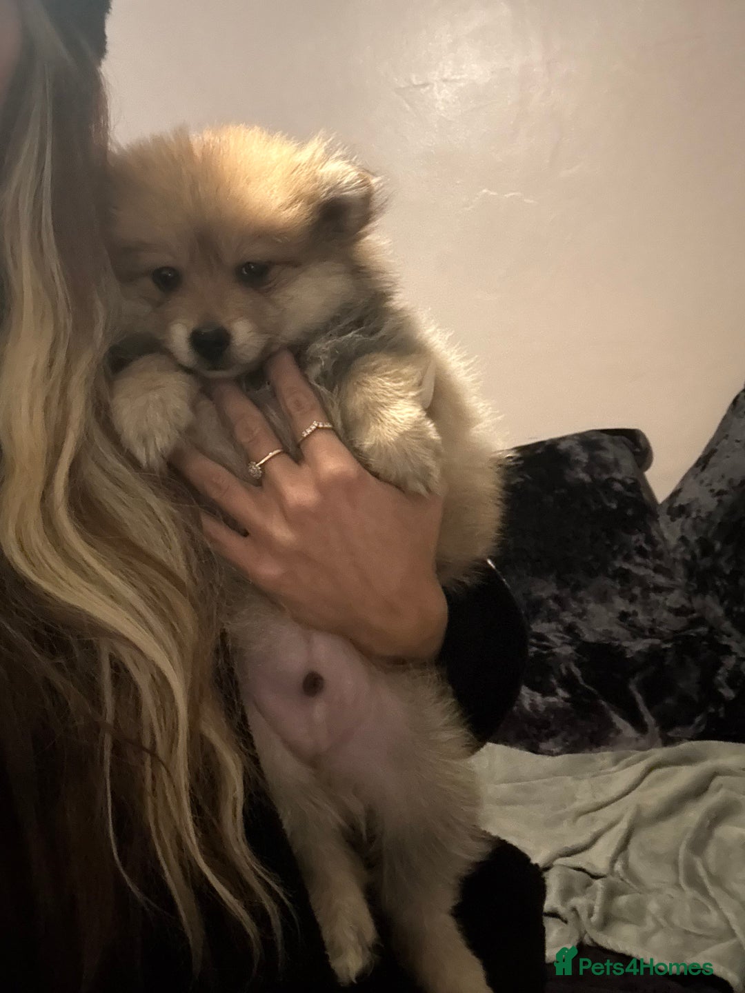 Pomeranian dogs for sale: Adorable Pomeranians - Advert 3