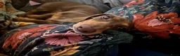 Dachshund dogs for sale: Alma 2 Year Old Spayed Female - Advert 4