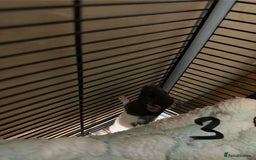 Rat rodents for sale: Rats & complete set up - Image 19