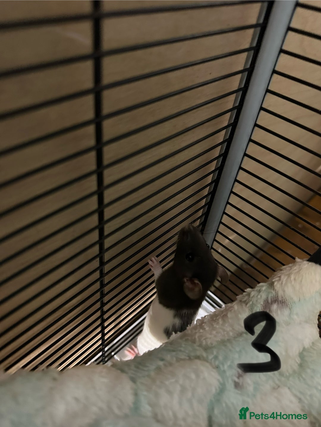 Rat rodents for sale: Rats & complete set up - Image 19