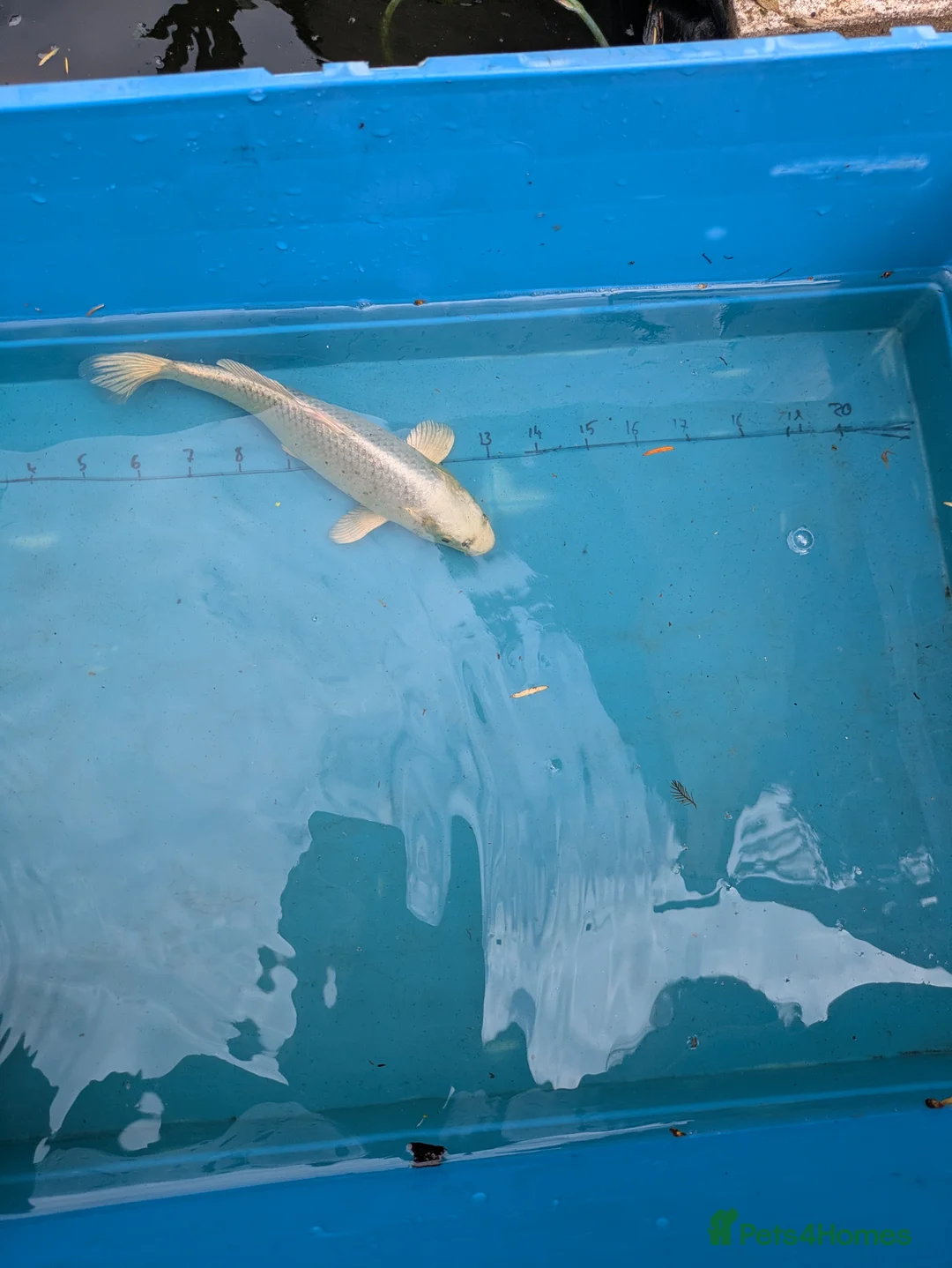 Koi Carp fish for sale: Koi carp close down pond  - Advert 9