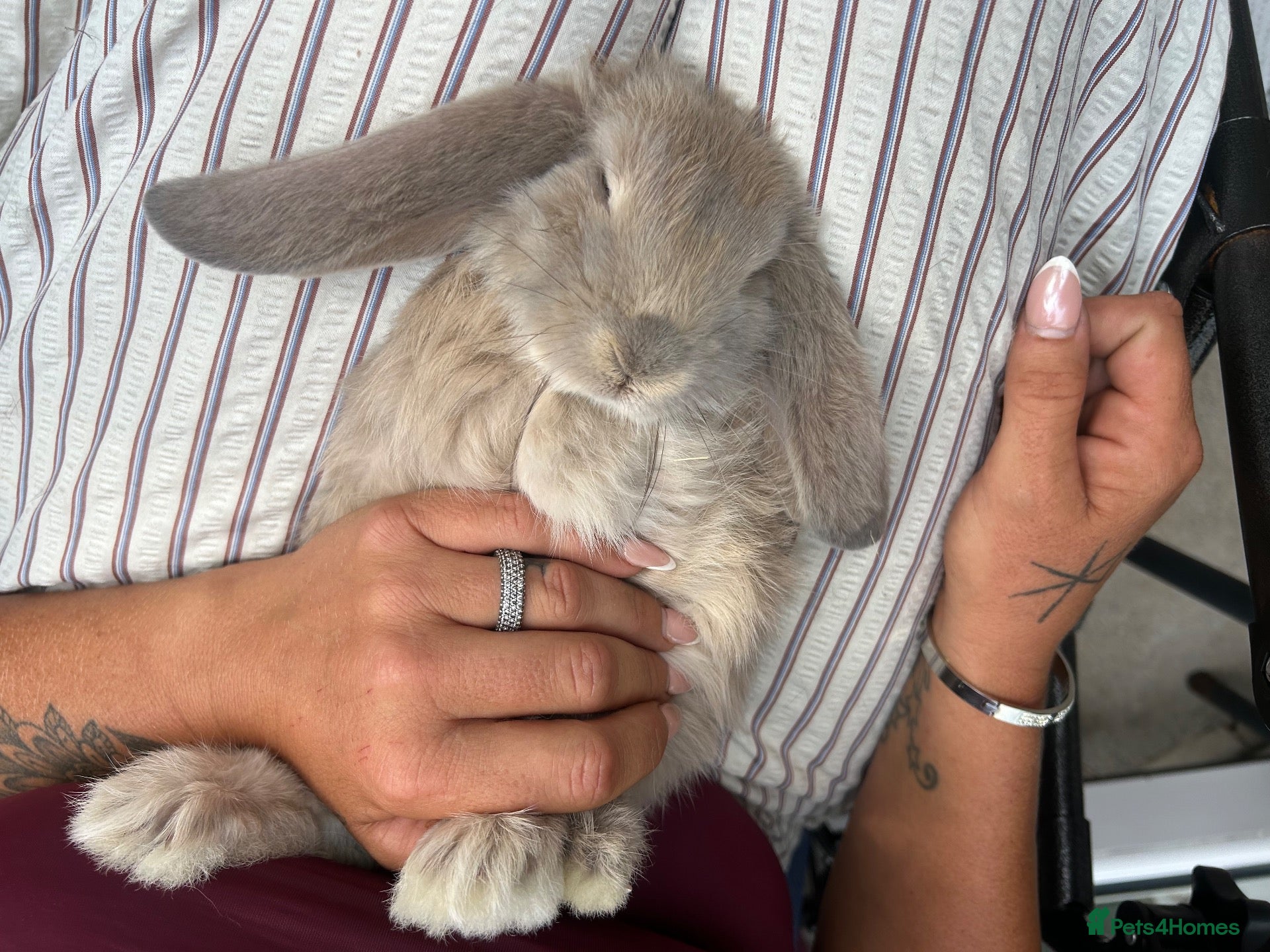 French Lop rabbits Beautiful litter of Giant French lops  - Advert 12