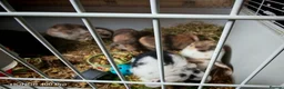 Mini Lop rabbits for sale: Pure Bred Mini Lop - Advert 3
