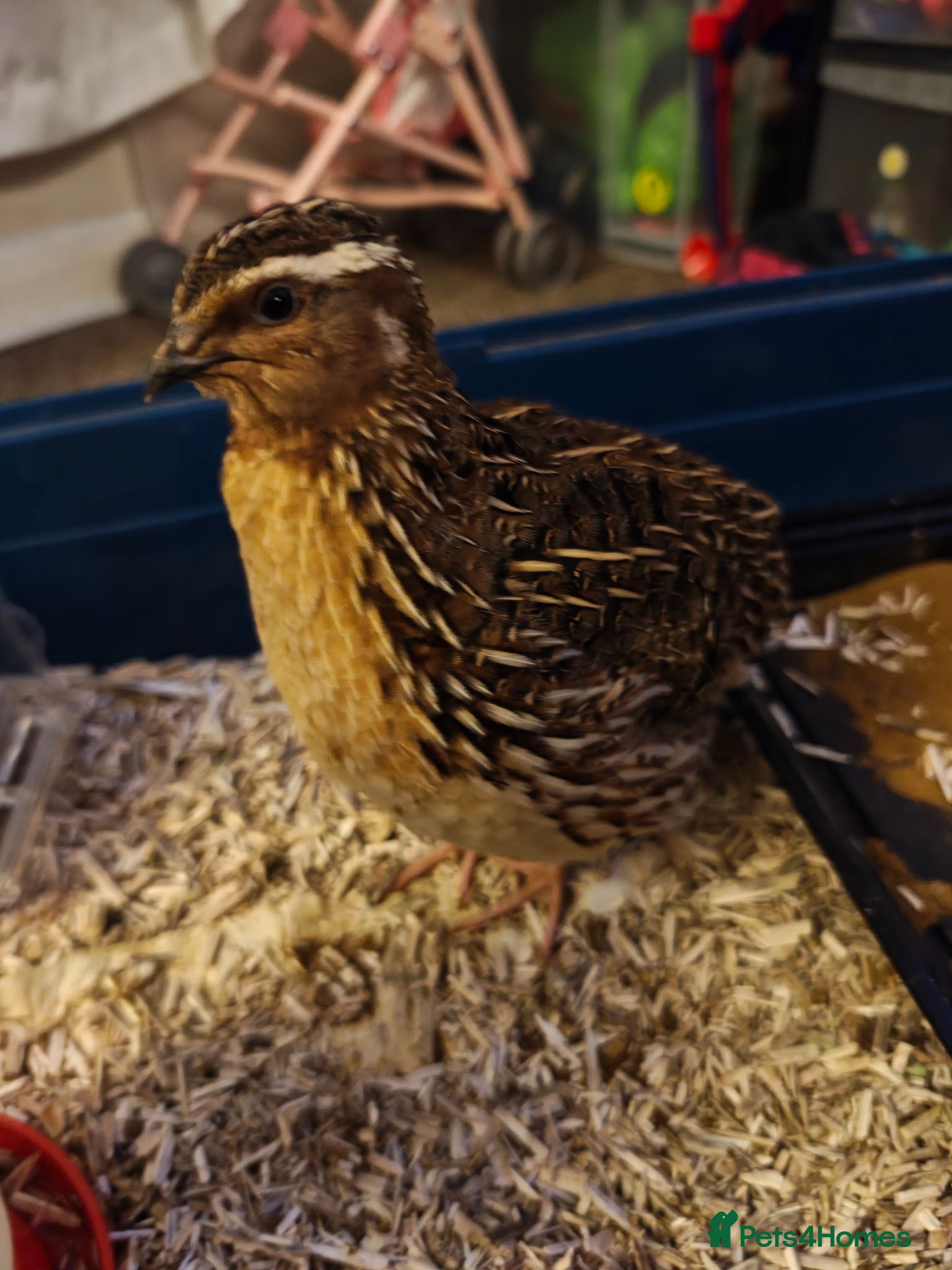 Quail poultry Male Cortunix Quails x3 - Advert 1