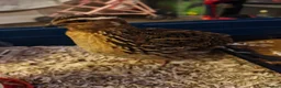 Quail poultry for sale: Male Cortunix Quails x3 in Milton Keynes - Advert 1