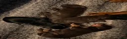 Cocker Spaniel dogs for sale: KC, health tested working cocker Spaniel puppies - Advert 4