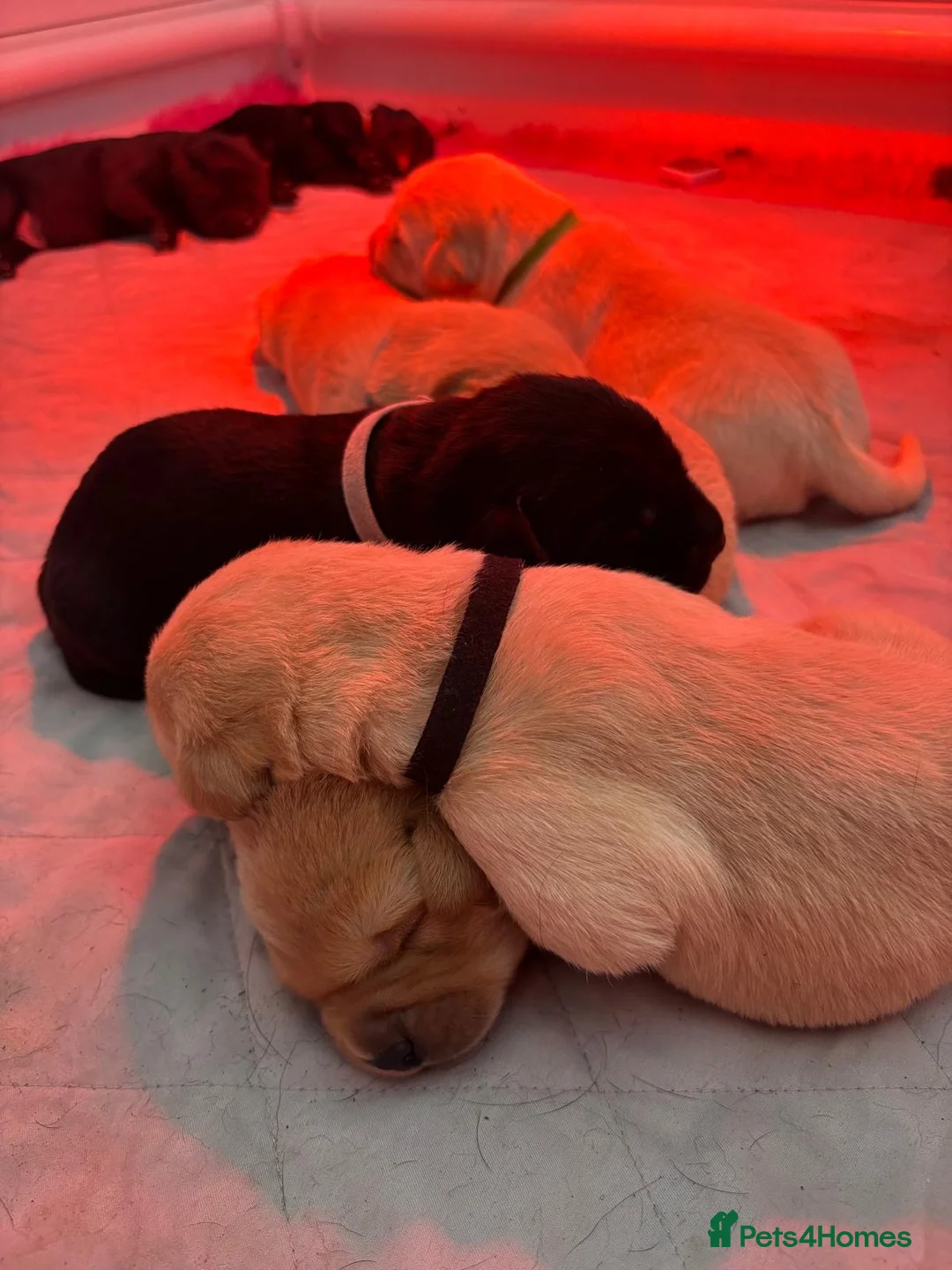 Labrador Retriever dogs for sale: KC Registered Labrador puppies  - Advert 2