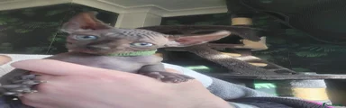 Sphynx Kitten 2