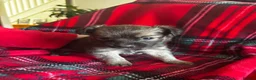 Chihuahua dogs for sale: Longhaired Chihuahua  - Advert 8