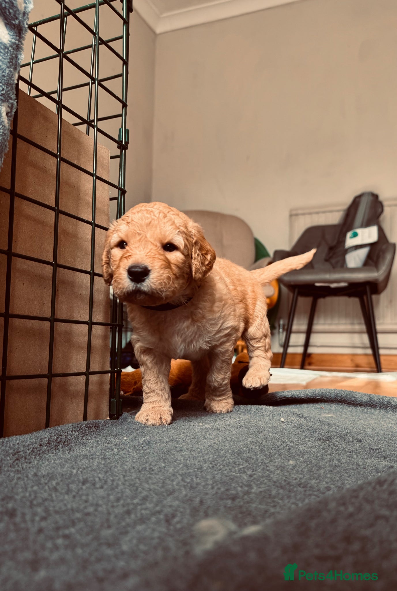 Mixed Breed dogs Australian Labradoodle puppies born 27th March  - Advert 18