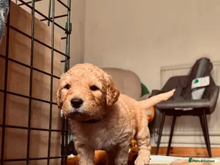 Mixed Breed dogs Australian Labradoodle puppies born 27th March - Advert 9