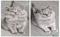 British Longhair cats for sale: READY NOW, ACTIVE OR PET BLH GIRL, GCCF, PEDIGREE - Image 8