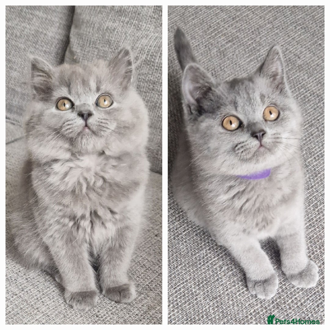 British Longhair cats for sale: READY NOW, ACTIVE OR PET BLH GIRL, GCCF, PEDIGREE - Image 8