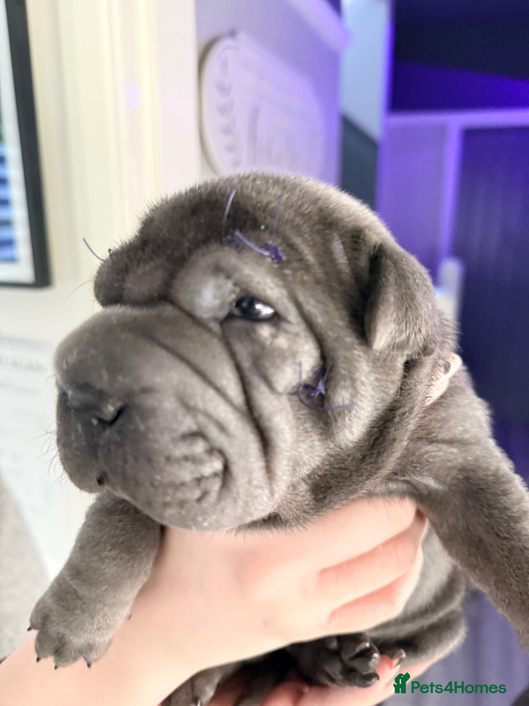 Mixed Breed dogs for sale: Shar Pei cross puppies  - Advert 3