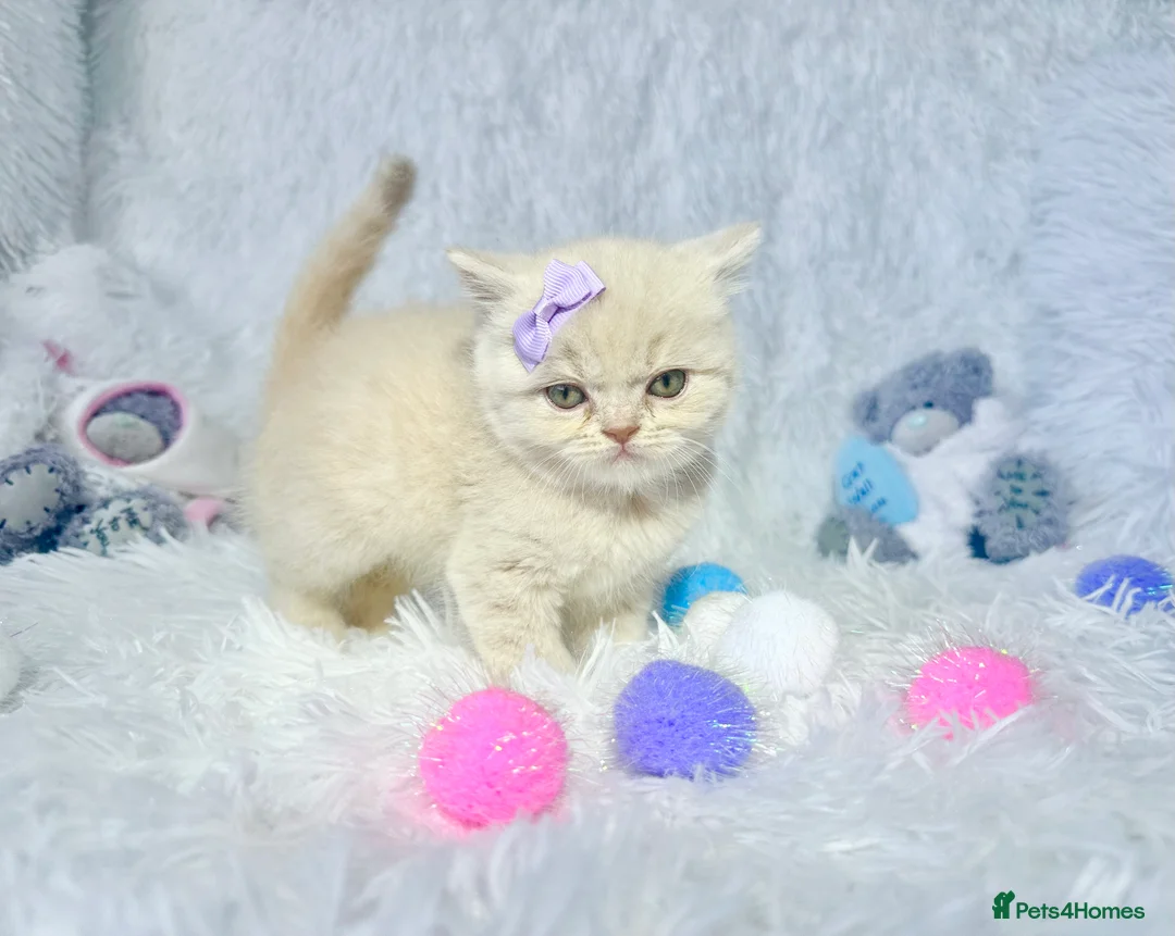 British Shorthair cats for sale: ⭐️ British Shorthair & Longhaired Kittens⭐️  - Advert 22