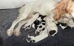 Sprocker dogs for sale: English blue roan spaniels - Advert 7