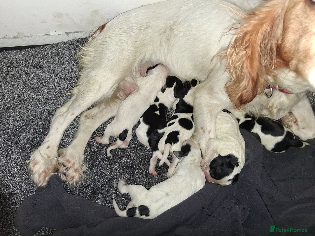 Sprocker dogs for sale: English blue roan spaniels - Advert 7