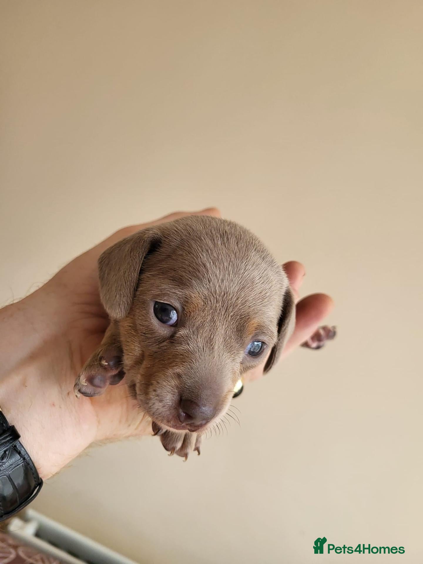 Miniature Dachshund dogs Belle - Advert 1