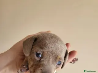 Miniature Dachshund dogs Belle - Advert 1