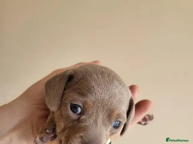 Miniature Dachshund dogs Belle - Advert 4