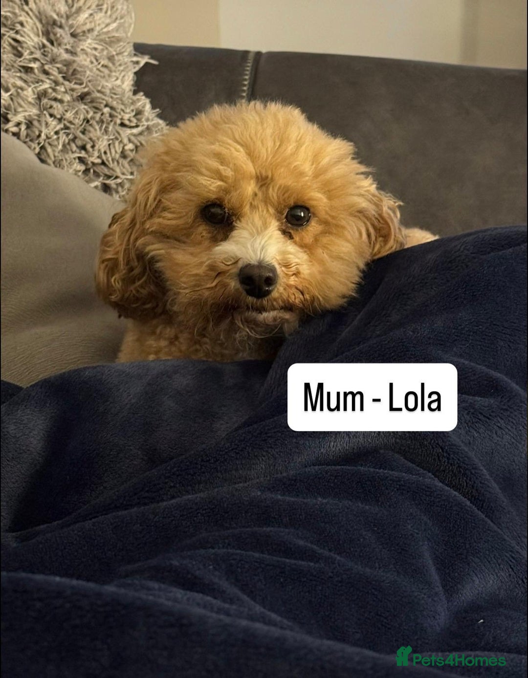 Cavapoo dogs for sale: Two Gorgeous light red Cavapoo Boys  - Advert 14
