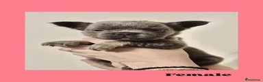 French Bulldog 6
