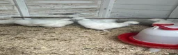 Chickens poultry for sale: White silkie pullets  - Advert 3