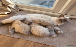 Ragdoll cats for sale: Beautiful ragdolls  - Image 2