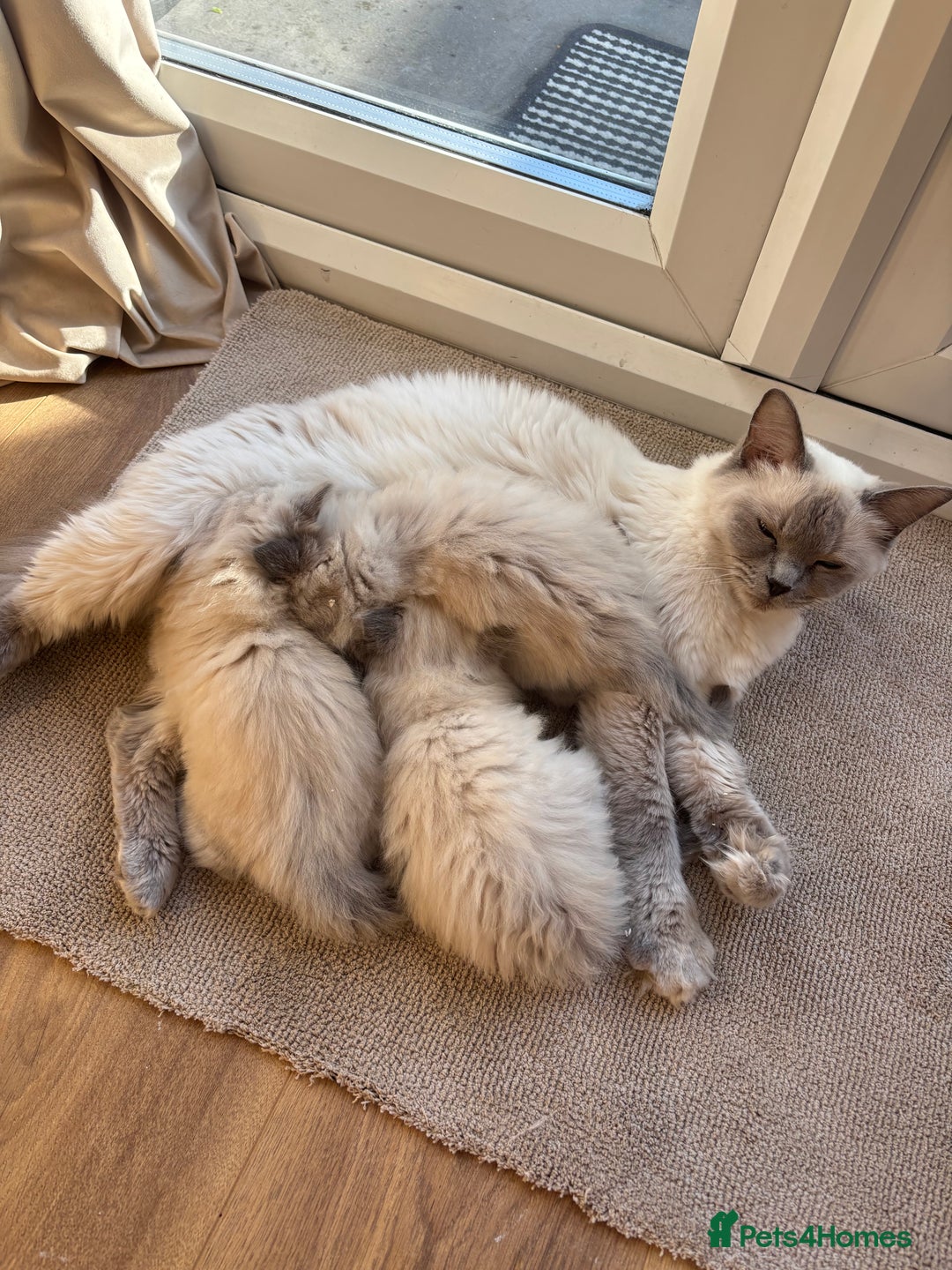Ragdoll cats for sale: Beautiful ragdolls  - Image 2