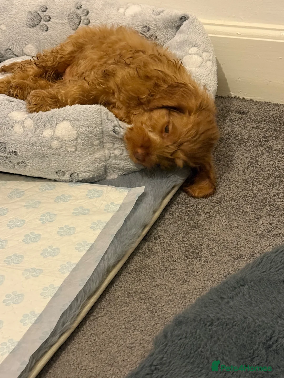 Mixed Breed dogs for sale: cockapoo in Ferryhill - Advert 3