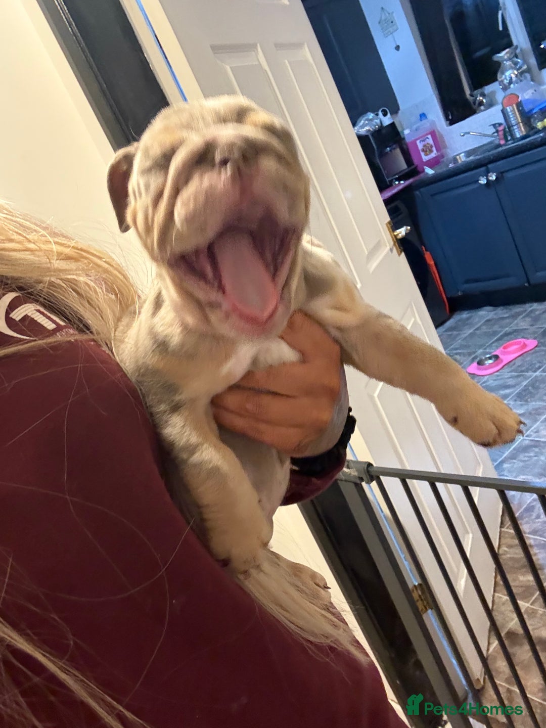 English Bulldog dogs for sale: ✨ lilac Tan & Merle Female bulldog. – Available ✨ - Advert 16