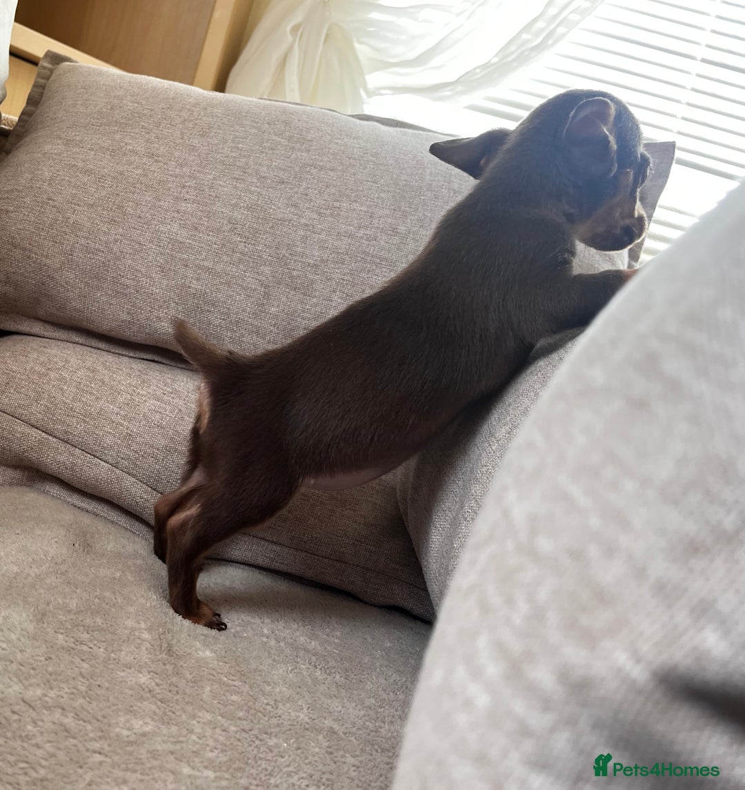Mixed Breed dogs for sale: Adorable Dachshund x Pomchi Puppies - Image 18