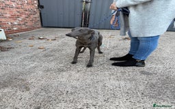 Whippet dogs for sale: Male Blue Whippet 10 Month Old - Image 2
