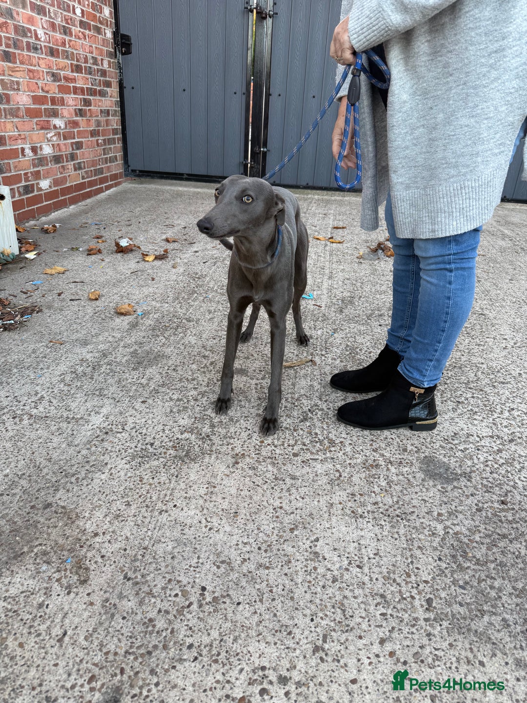 Whippet dogs for sale: Male Blue Whippet 10 Month Old - Image 2