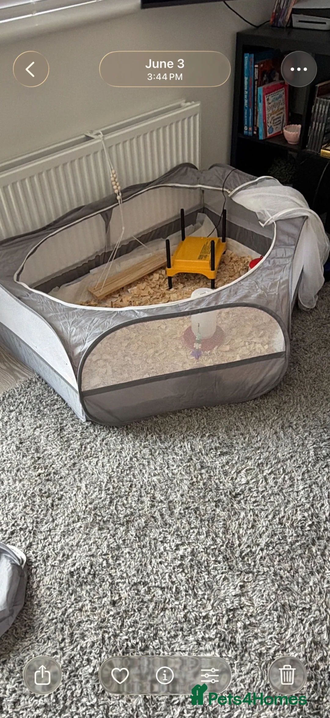 Chickens poultry for sale:     Hand-Reared Serama Pair for Loving Home in Pershore - Advert 2