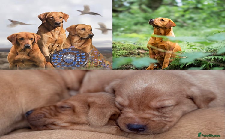 Labrador Retriever dogs - Advert 4