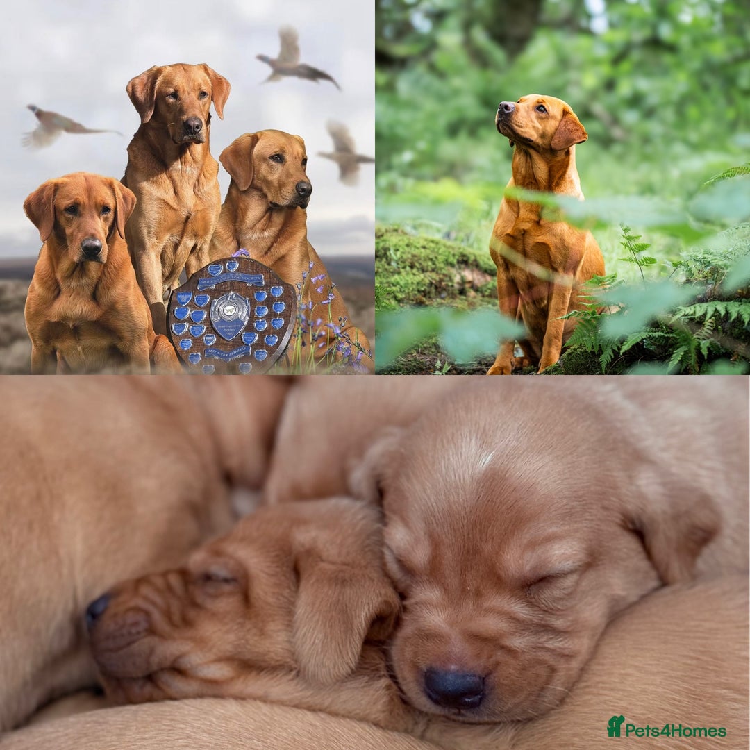 Labrador Retriever dogs for sale: Striking Fox Red Puppies  - Image 1