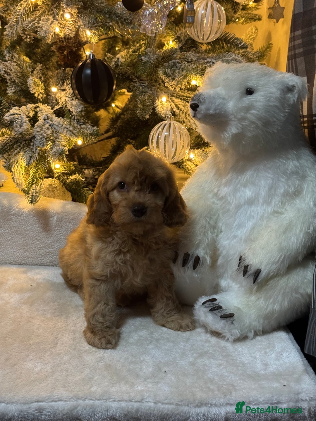 Cockapoo dogs for sale: F1 apricot Cockerpoos looking looking for homes - Advert 8