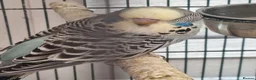Budgerigars birds for sale: Baby budgies.  - Advert 9