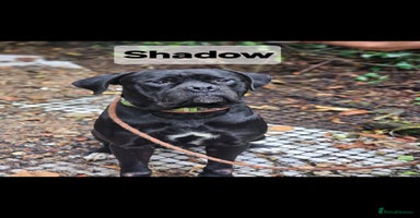 Mixed Breed dogs - Advert 3