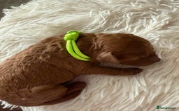 Mixed Breed dogs for sale: Cavapoochon Puppies ** 3 Girls 1 Boy remaining ** - Image 16