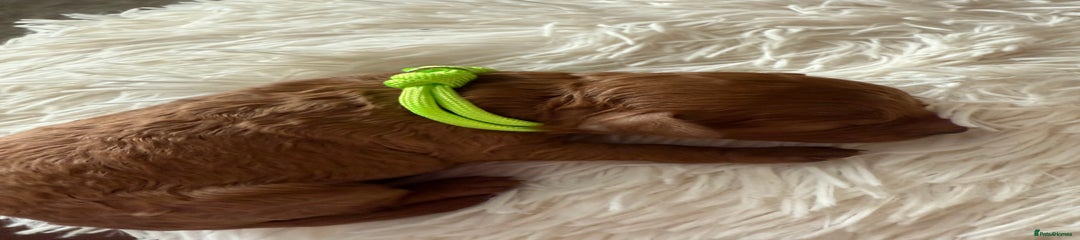 Lime Green Collar Boy