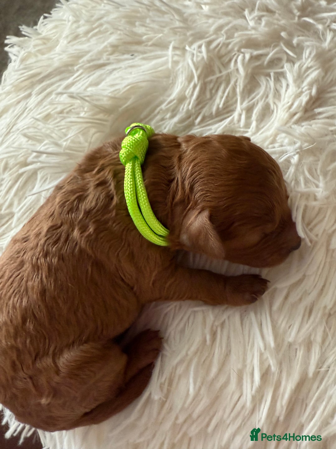 Mixed Breed dogs for sale: Cavapoochon Puppies ** 3 Girls 1 Boy remaining ** - Image 16