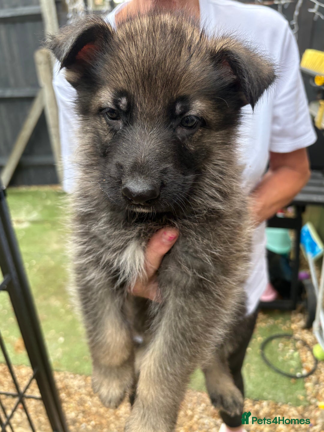 German Shepherd dogs for sale: German Shepard puppies  - Image 20